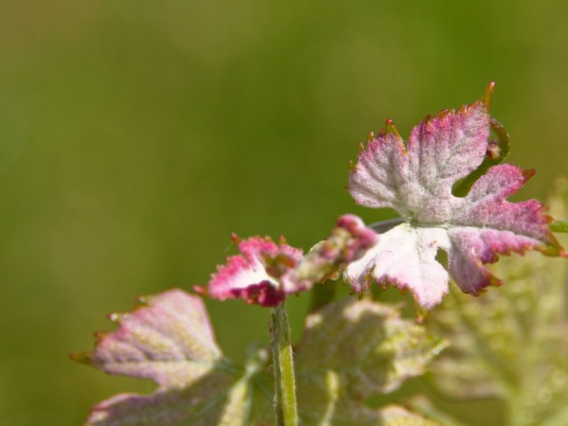 vignoble_printemps